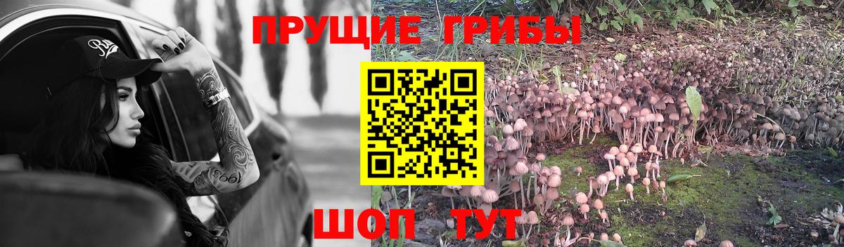 Галлюциногенные грибы MAGIC MUSHROOMS  Вход с VPN  Волгодонск 